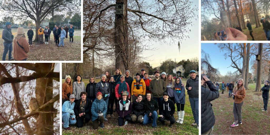 February 13, Owl-entines Day: It was the night before Valentine's Day and at Burnt Mill Creek, not a single owl hoo-cooks-for-you’d, not even a squeak. NCWF and Cape Fear Audubon went for a sunset owl prowl, checking owl boxes, finding feathers, and scouring the branches for the owls’ stealthy shadows. Along the way, there were Northern cardinals, yellow-rumped warblers, boat-tailed grackles, red-winged blackbirds, American robins, white-throated sparrows, ruby-crowned kinglets, tufted titmice, Carolina chickadees, American crows, a great blue heron, and an anhinga. As participants shuffled back to their cars in the dim light of dusk, a barred owl watched stoically from a bald cypress.