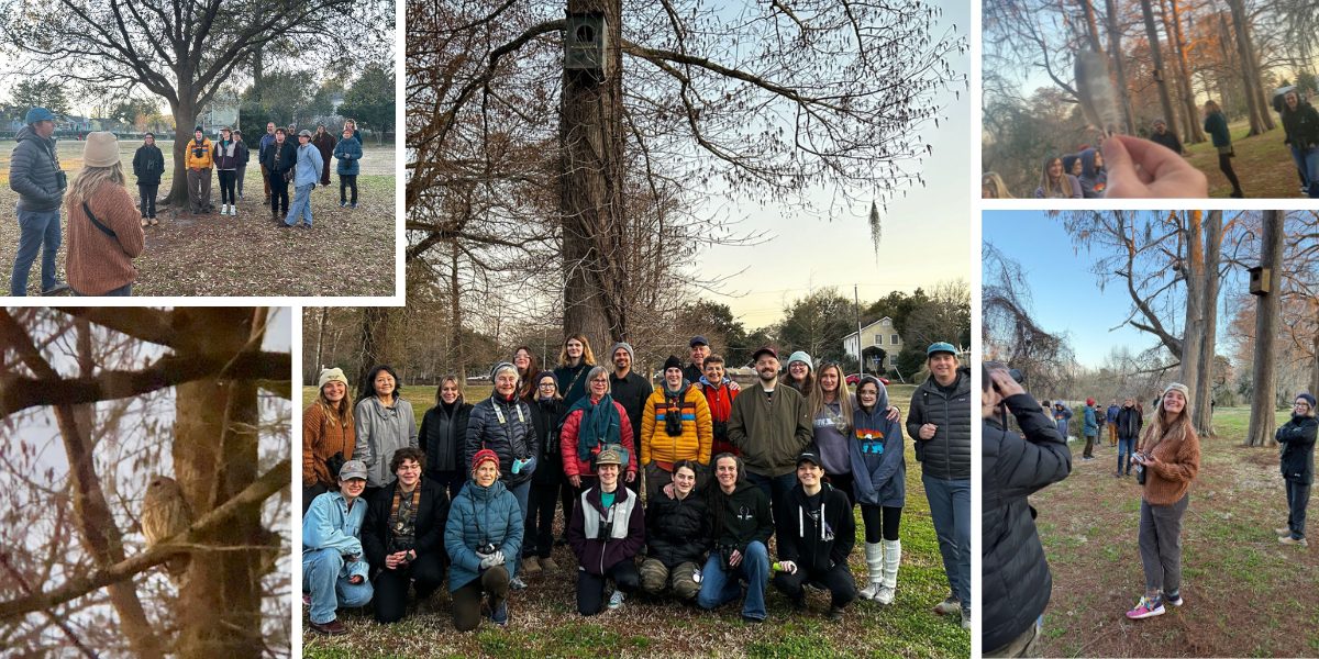 February 13, Owl-entines Day: It was the night before Valentine's Day and at Burnt Mill Creek, not a single owl hoo-cooks-for-you’d, not even a squeak. NCWF and Cape Fear Audubon went for a sunset owl prowl, checking owl boxes, finding feathers, and scouring the branches for the owls’ stealthy shadows. Along the way, there were Northern cardinals, yellow-rumped warblers, boat-tailed grackles, red-winged blackbirds, American robins, white-throated sparrows, ruby-crowned kinglets, tufted titmice, Carolina chickadees, American crows, a great blue heron, and an anhinga. As participants shuffled back to their cars in the dim light of dusk, a barred owl watched stoically from a bald cypress.