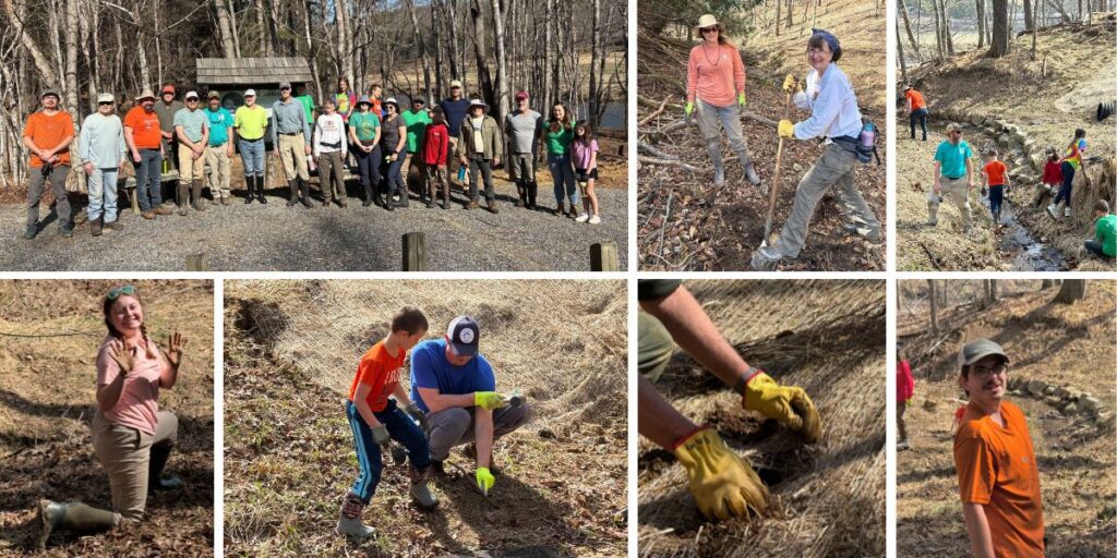 March 7, New River State Park Planting: High Country Wild in partnership with New River Conservancy, New River State Park, and Keep Ashe Beautiful hosted a workday along a tributary feeding into the New River. Over 20 volunteers planted hundreds of livestakes along with bareroot and potted trees. Species included elderberry, silky willow, silky dogwood, sycamore, red maple, beech, hemlock, white oak, and more! These native species will help shade the water, improve water quality, stabilize the soil, and provide habitat for the wildlife that call New River State Park home. It was a warm and fun day and all the volunteers were treated to a hot dog lunch