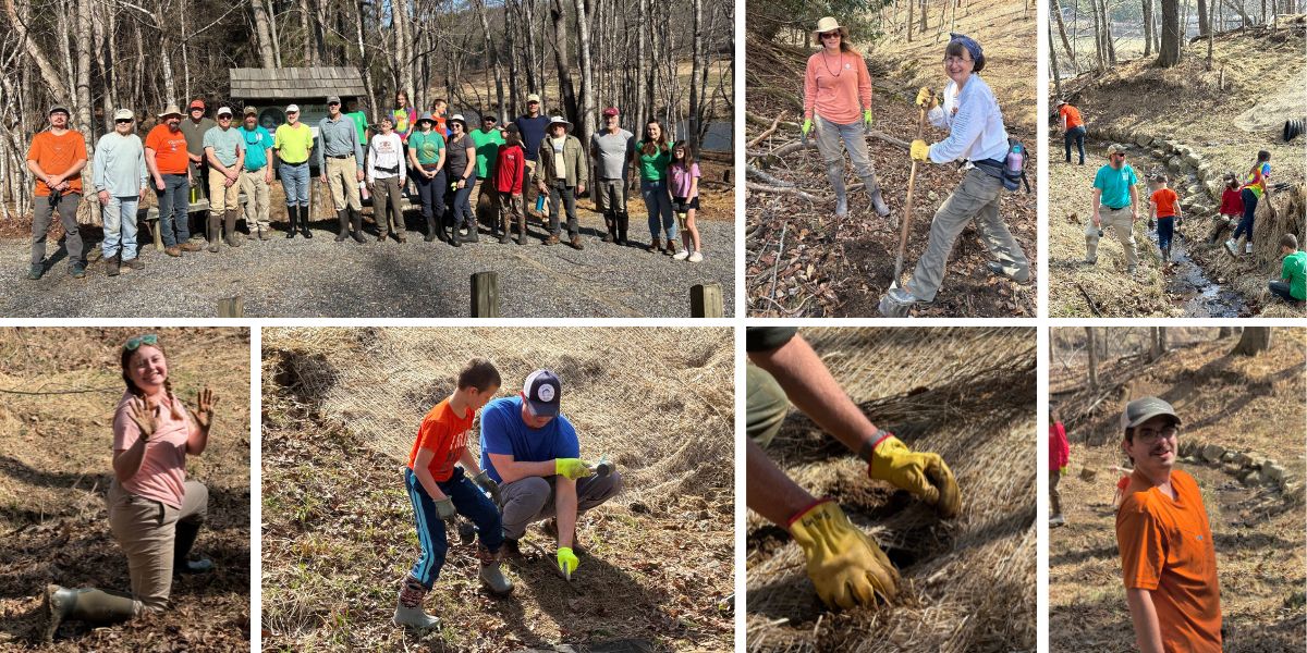 March 7, New River State Park Planting: High Country Wild in partnership with New River Conservancy, New River State Park, and Keep Ashe Beautiful hosted a workday along a tributary feeding into the New River. Over 20 volunteers planted hundreds of livestakes along with bareroot and potted trees. Species included elderberry, silky willow, silky dogwood, sycamore, red maple, beech, hemlock, white oak, and more! These native species will help shade the water, improve water quality, stabilize the soil, and provide habitat for the wildlife that call New River State Park home. It was a warm and fun day and all the volunteers were treated to a hot dog lunch