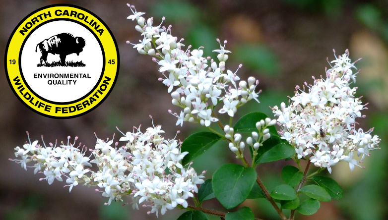 A close up imgae of privet flowers.