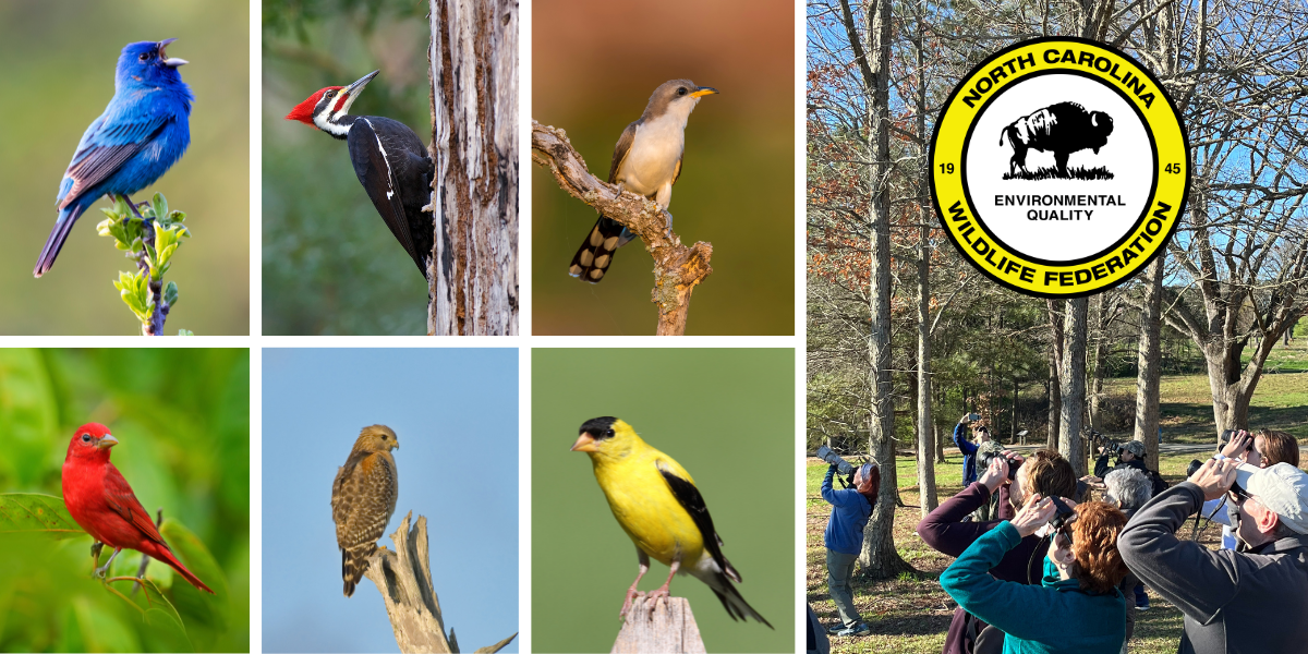A collage of birds and image of birders.