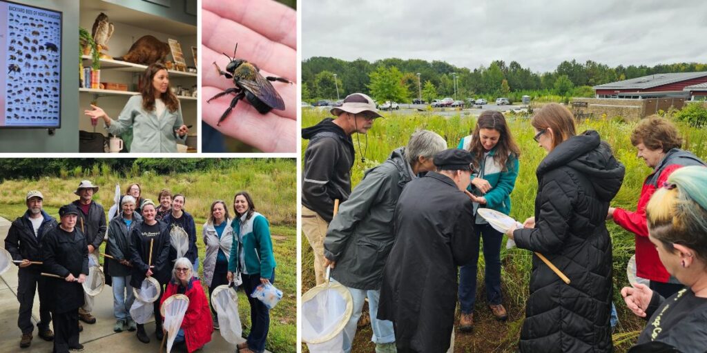 September 24, Bees of NC
On a drizzly day, the NCWF Hawk and Wildlife Chapter welcomed Gabriela Garrison of the North Carolina Wildlife Resources Commission to share insights into the remarkable diversity of North Carolina’s wild bees. Gabriela discussed the life cycles of different bee species and how our actions can influence their success. Participants were given nets and encouraged to observe bees up close, discovering an abundance of carpenter bees and several eastern bumble bees at Steven’s Creek Nature Preserve. The hands-on experience fostered a sense of joy, curiosity, and appreciation for North Carolina’s native wildlife. 
