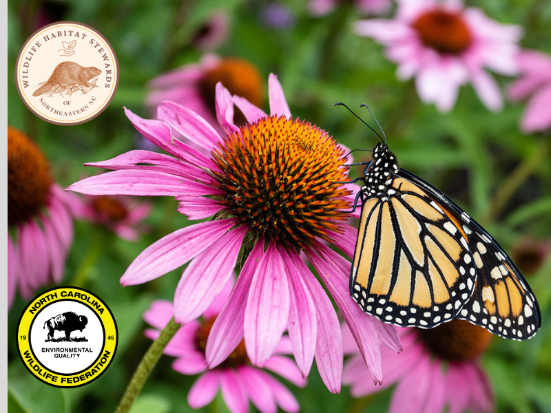 A monarch perched on a coneflower in a pollinator garden.