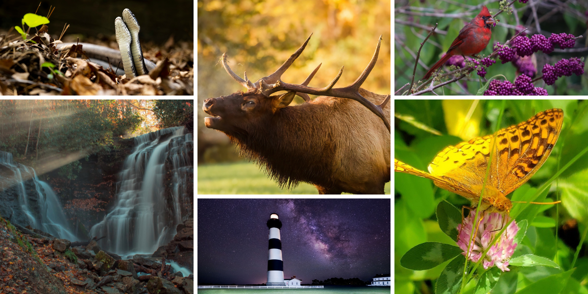 N.C. Wildlife Federation is accepting submissions from professional, amateur and youth shutterbugs for our 4th Annual Wildlife Photo Contest, running May 1 through July 31. Images above are Winners and Honorable Mentions from 2021 contest. 