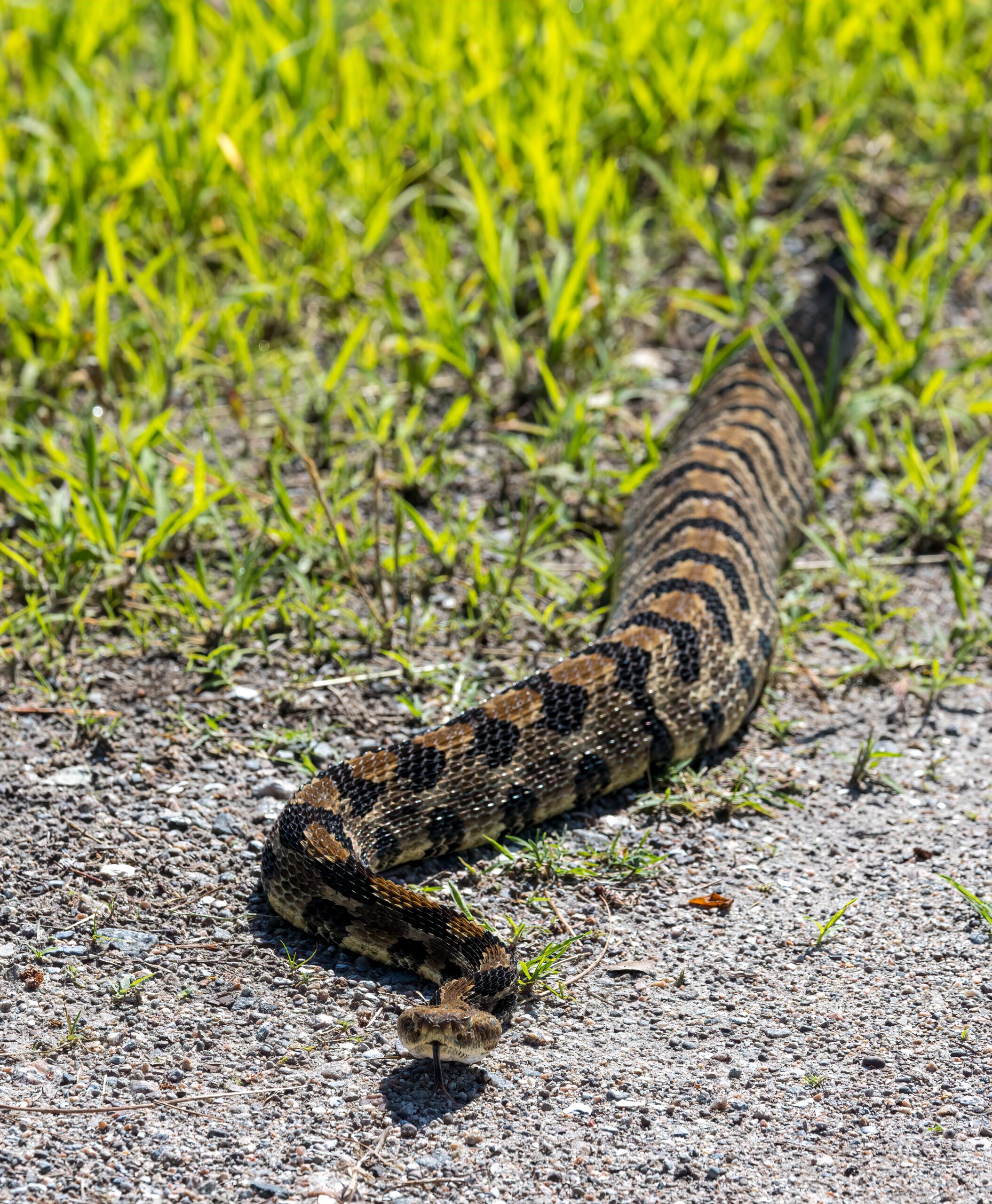 A timber rattlesnake slithering over a dirt path.