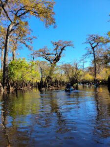 Standing Among Giants: A Journey Through the Black River's Ancient Bald  Cypress Forest - North Carolina Wildlife Federation