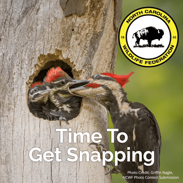NCWF 2025 Photo Contest