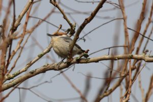 A photo of a brown-headed nuthatch on a tree branch, an example of a Piedmont species that is currently at risk.