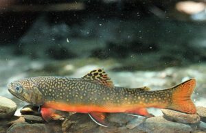 The brook trout is the only native trout in the North Carolina mountains