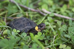 The bog turtle is another member of the North Carolina mountains