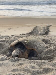 An image of a loggerhead sea turtle making a nest on the North Carolina Coastal Plain