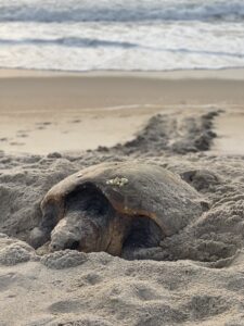 A photo of a loggerhead sea turtle, a species of wildlife on public lands
