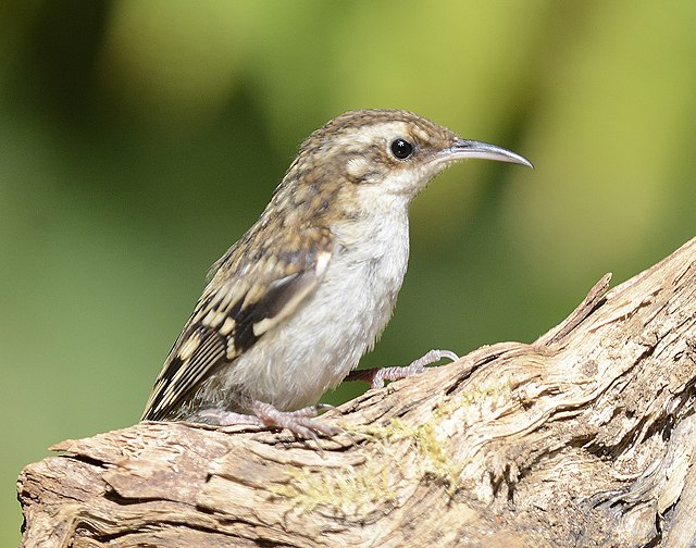 A brown creeper stands on a branch in the sun.