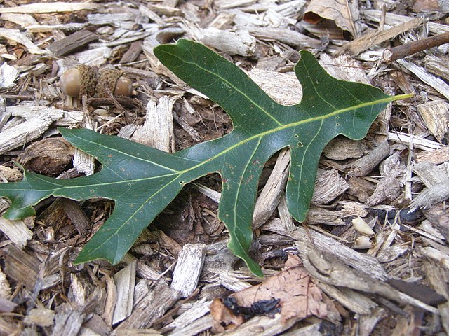 An oak leaf laying on leaf litter.