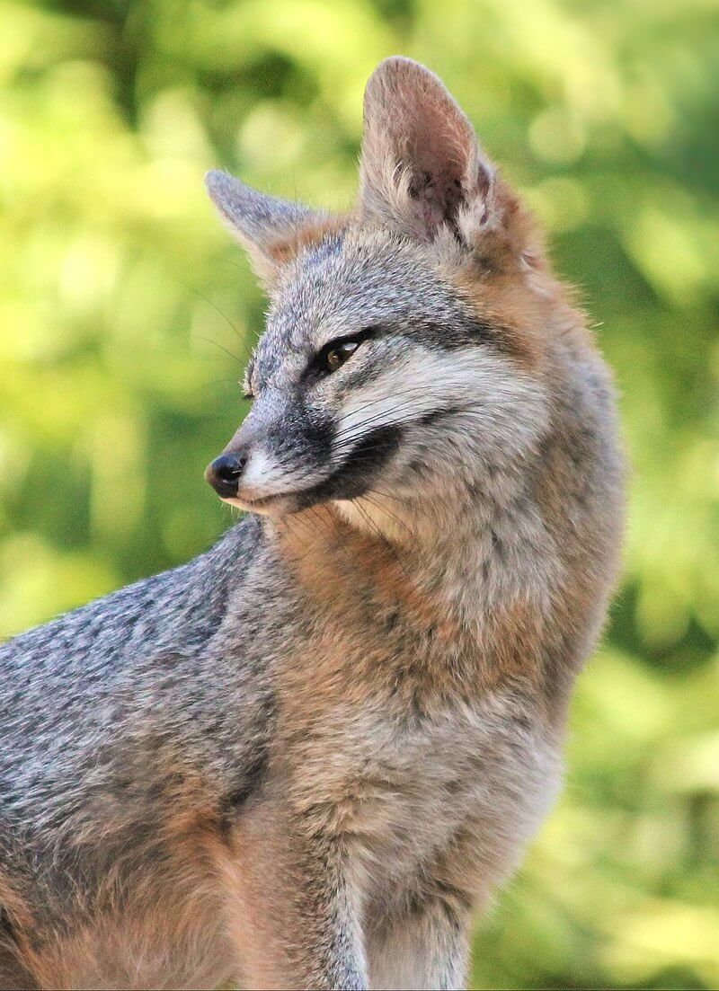 Images Of Gray Foxes