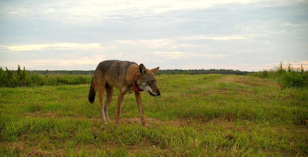 Female red wolf 2225. Photo credit: USFWS