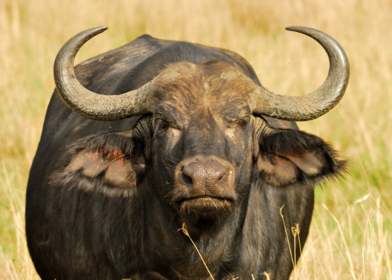 A cape buffalo.