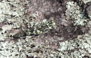 A photo of a lichen grasshopper demonstrating wildlife camouflage