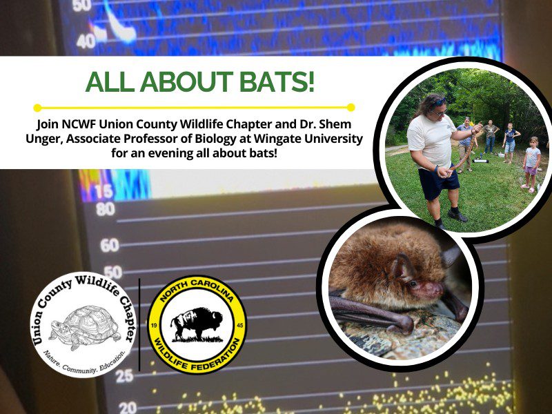 AllAboutBats