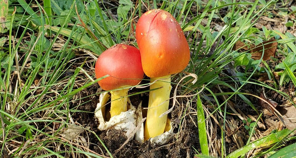 Amanita Jacksonii mushrooms