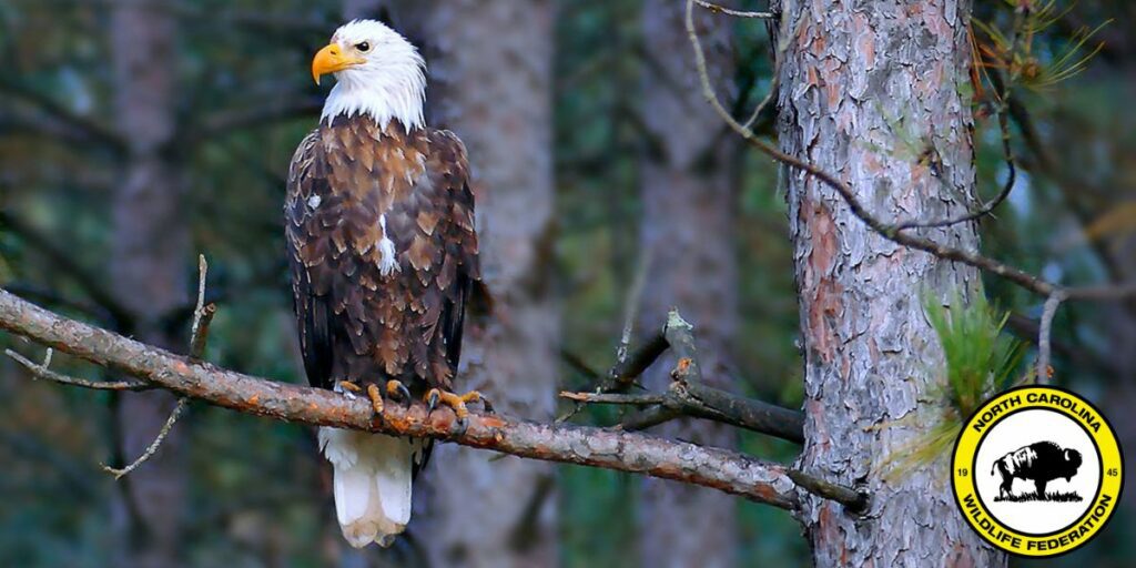 America's Top 10 Federal Conservation Laws for the Protection, Preservation and Enhancement of Wildlife and Wild Places