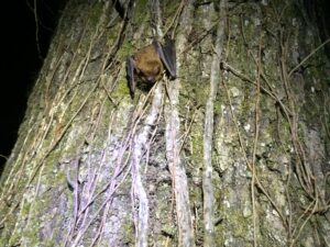 The big brown bat is one of many species of bats in north carolina