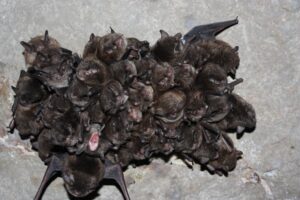 Indiana bats are one of many species of bats in north carolina