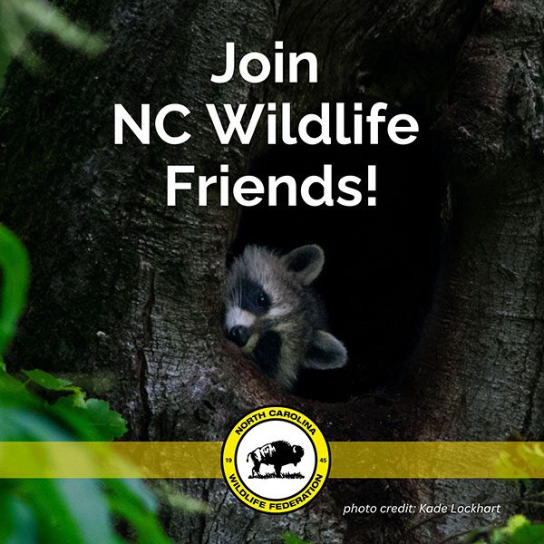 Join NC Wildlife Friends