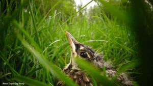 Baby bird in the grass hiding.