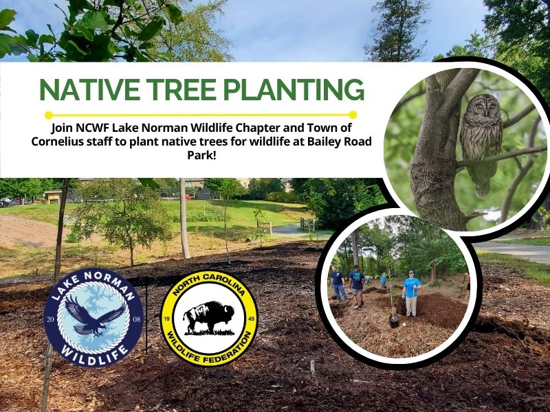 BaileyRoadParkNativeTreePlanting