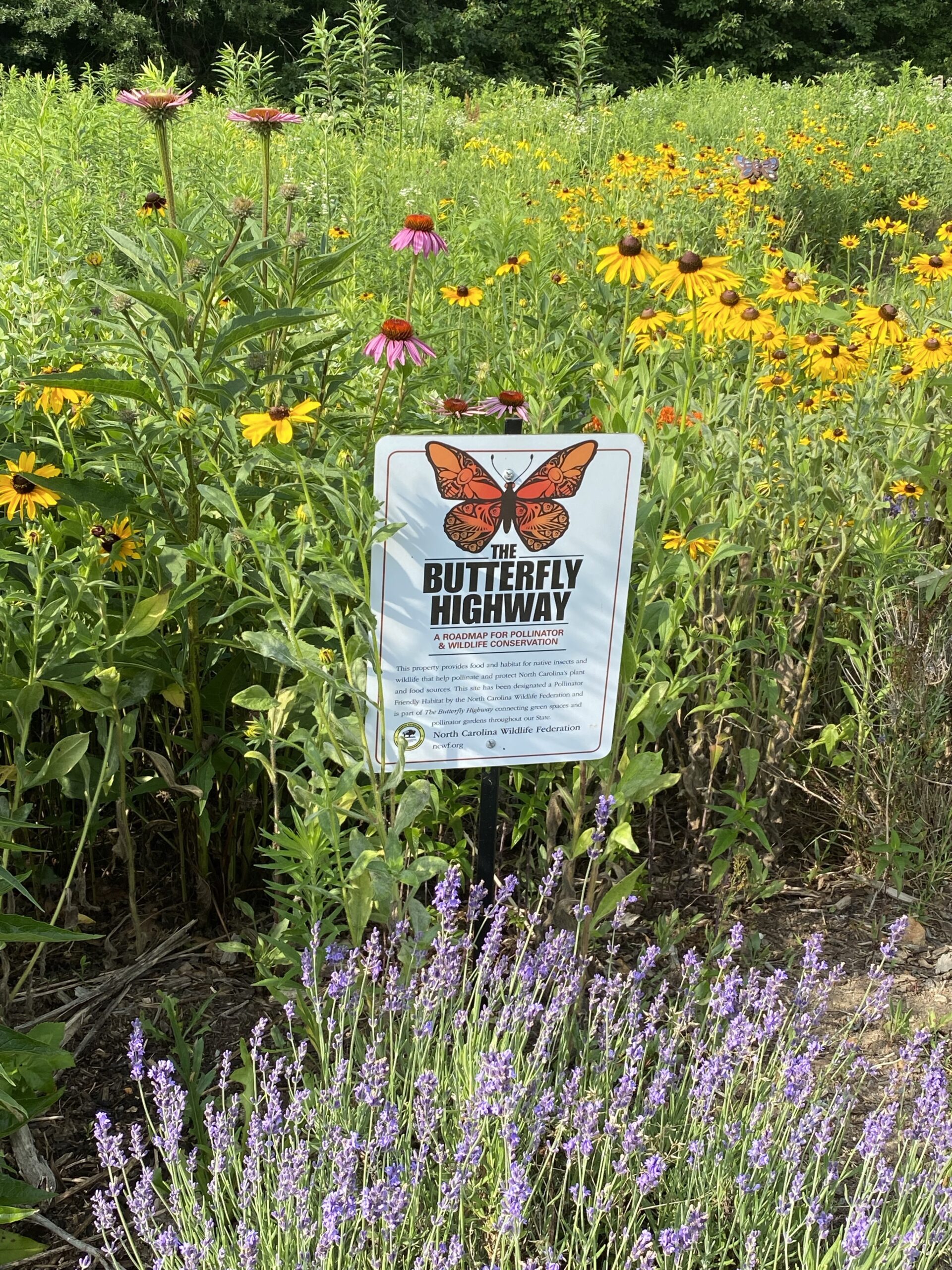 A Butterfly Highway yard sign in the middle of a pollinator garden.