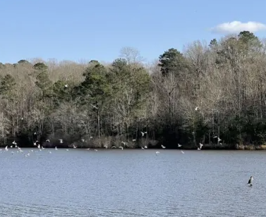Waterfowl flying over Bass Lake