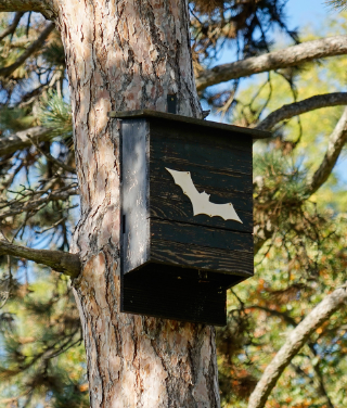 A bat house mounted on a pine tree.