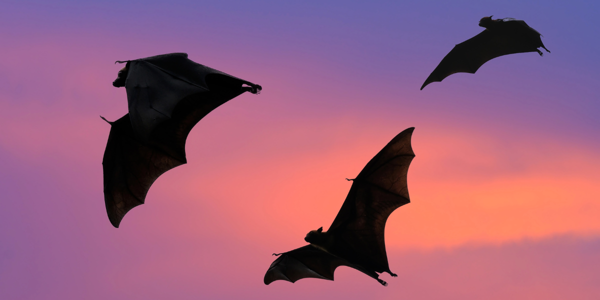 Bats at sunset