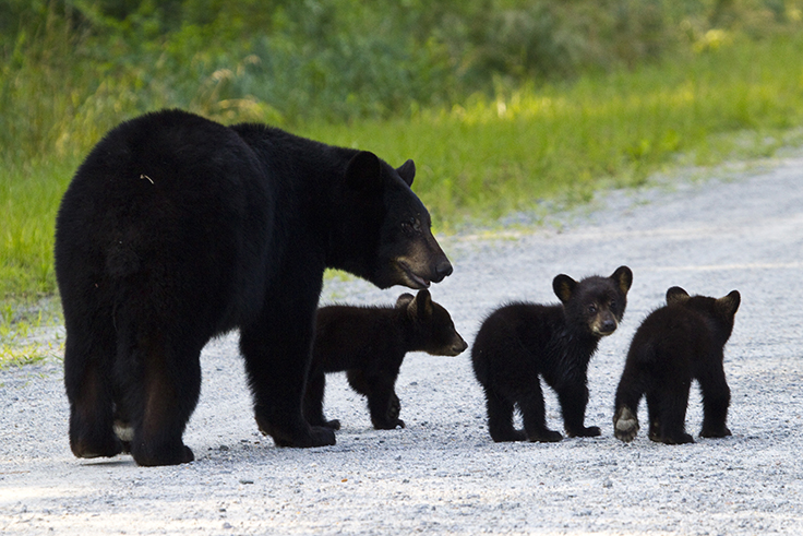 A bear sow walking down a gravel path with three cubs.