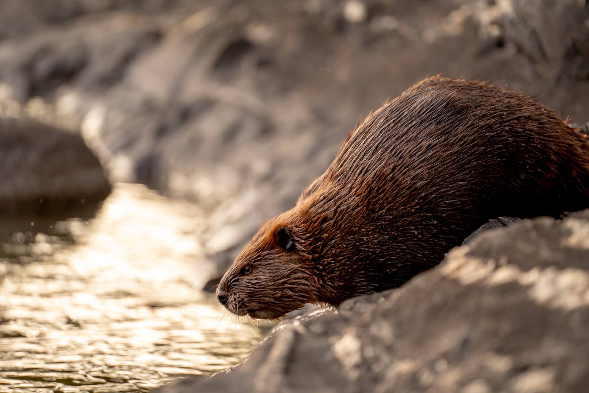 Wildlife Feature: Beavers, Ecosystem Engineers - North Carolina