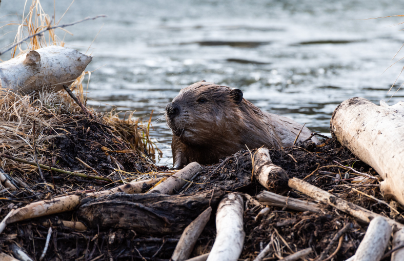 A beaver peeking over its dam