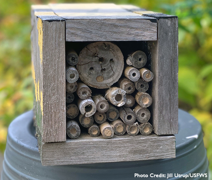 Fun with Fossils: Disecting Barn Owl Pellets (Columbia) - North Carolina  Wildlife Federation