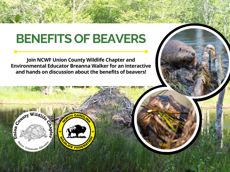 BenefitsOfBeaversHeader BenefitsOfBeaversHeader