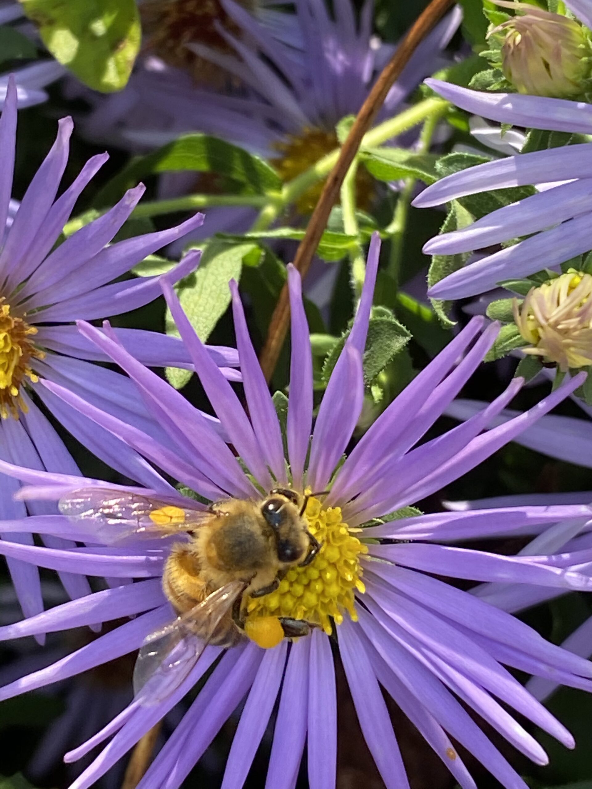 A bee visiting a purple aster flower.