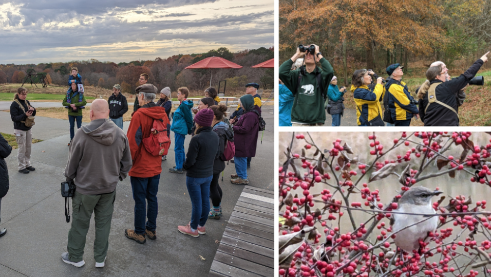 Collage of bird tour images including a group listening to a ranger discuss birds, birders looking up and through binoculars and a mockingbird in a winterberry bush.