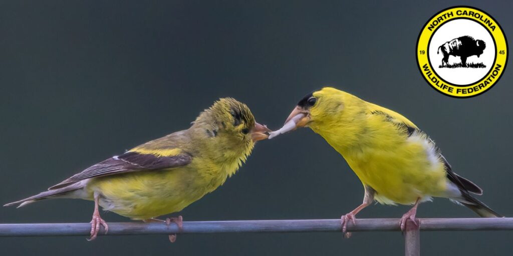 Birds American goldfinches (Spinus tristis) by Thomas Dierolf, NCWF Photo Contest Submission