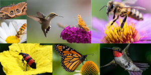 National Pollinator Week