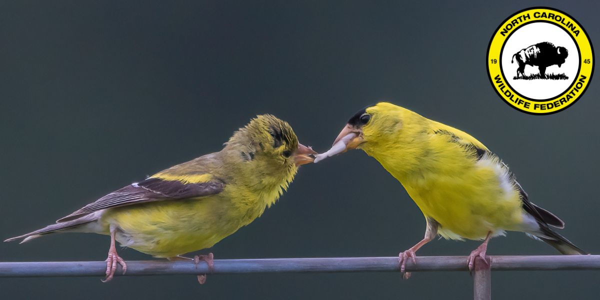American goldfinches (Spinus tristis) by Thomas Dierolf, NCWF Photo Contest Submission