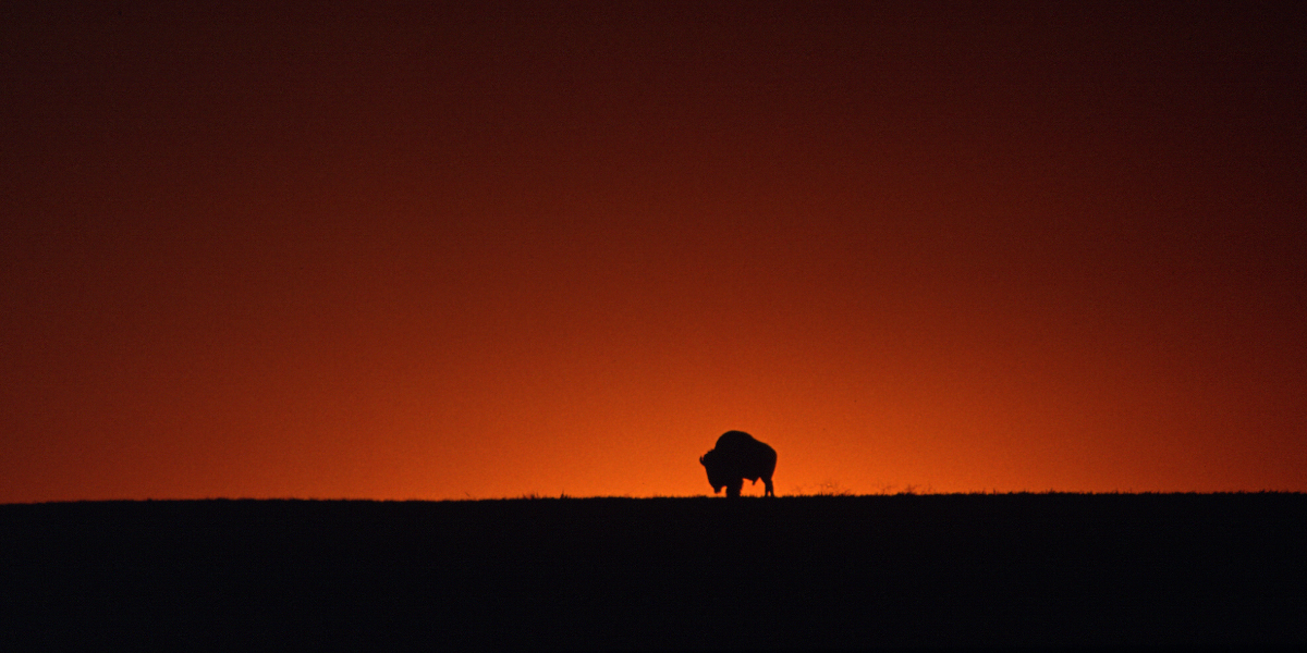 National Bison Day is Nov. 5.