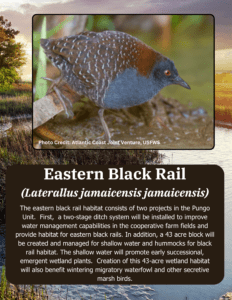 Eastern Black Rails depend upon Atlantic white cedar forests