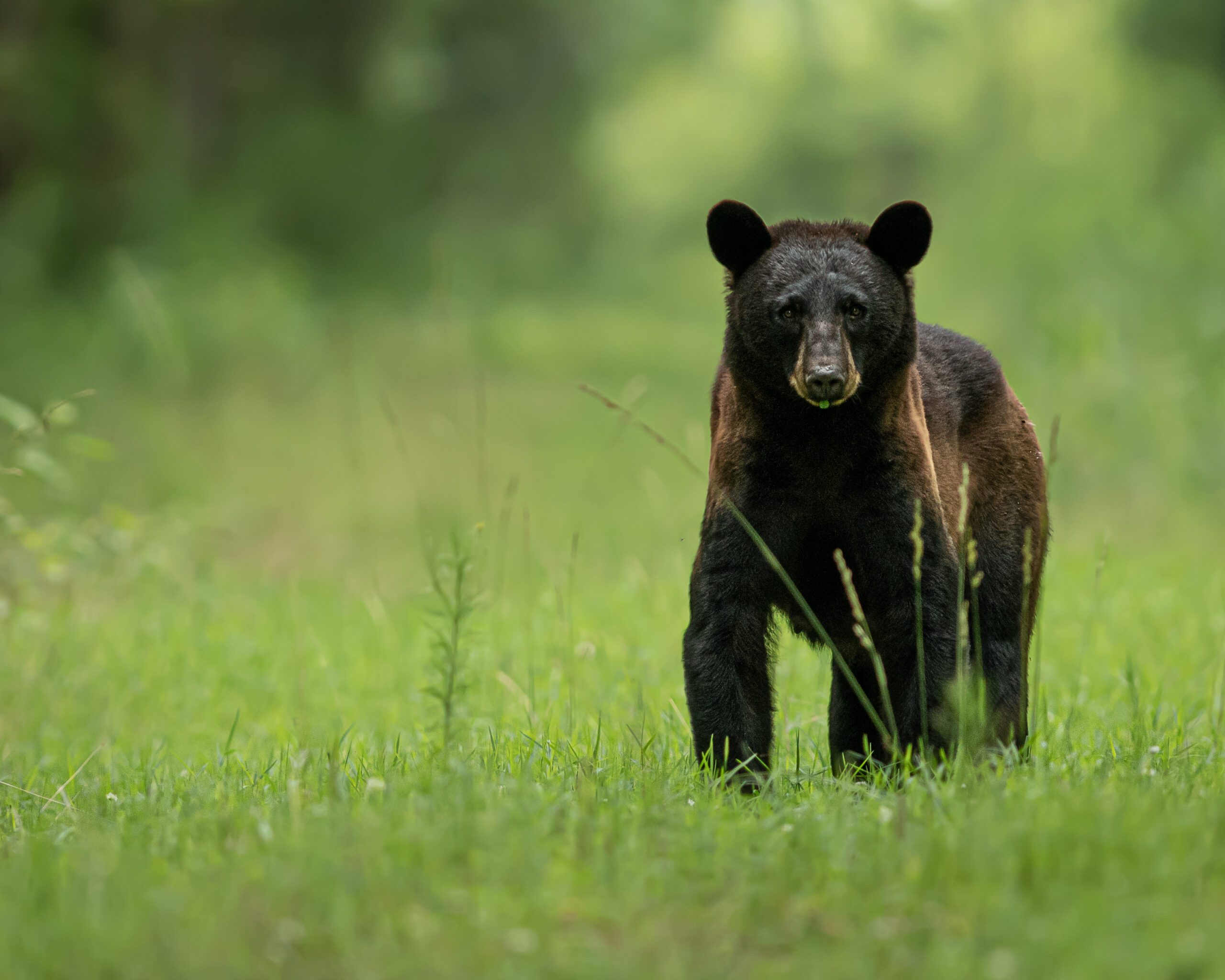 Black Bear Fest, Facts and Feats - North Carolina Wildlife Federation