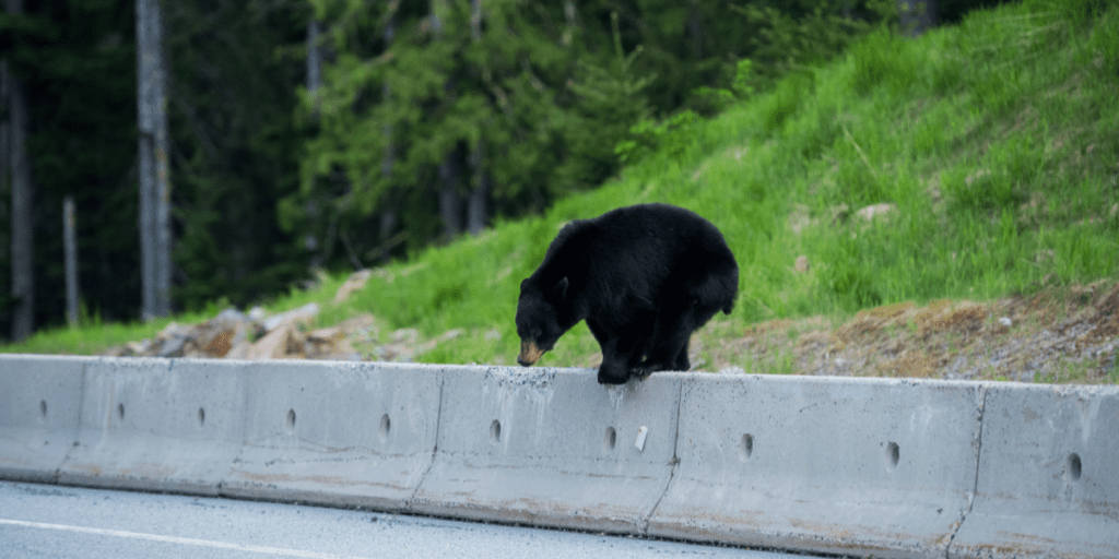 The North Carolina Department of Transportation is making a difference for wildlife by creating safe passage structures and underpasses.