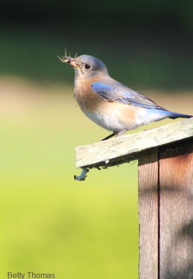 A bluebird perching on the top of a birdhouse with a spider in its beak.